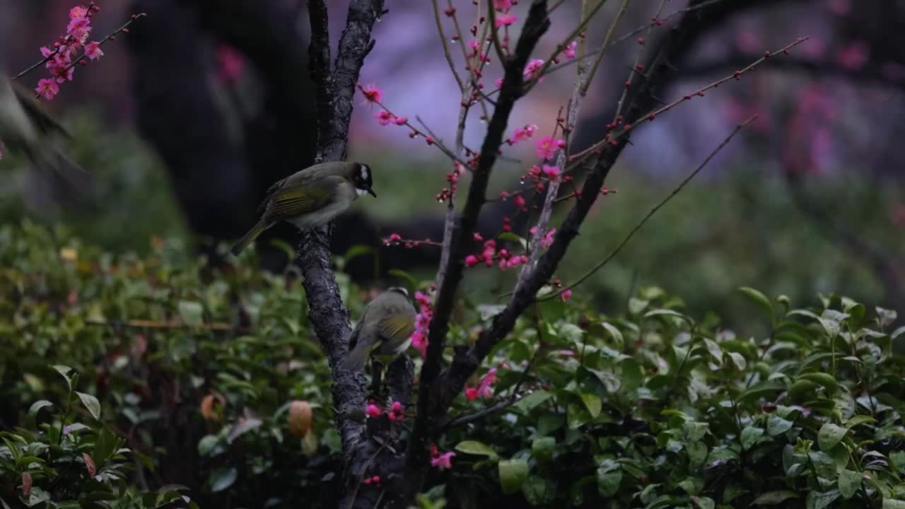 小雨中鸟儿徜徉在春天的梅花山，江苏南京中山陵风景区梅花山视频素材
