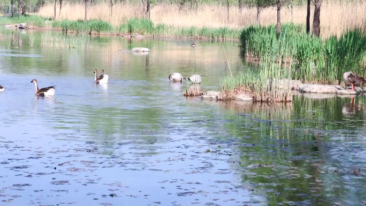 湿地生态环境与水禽（奥森公园）视频下载