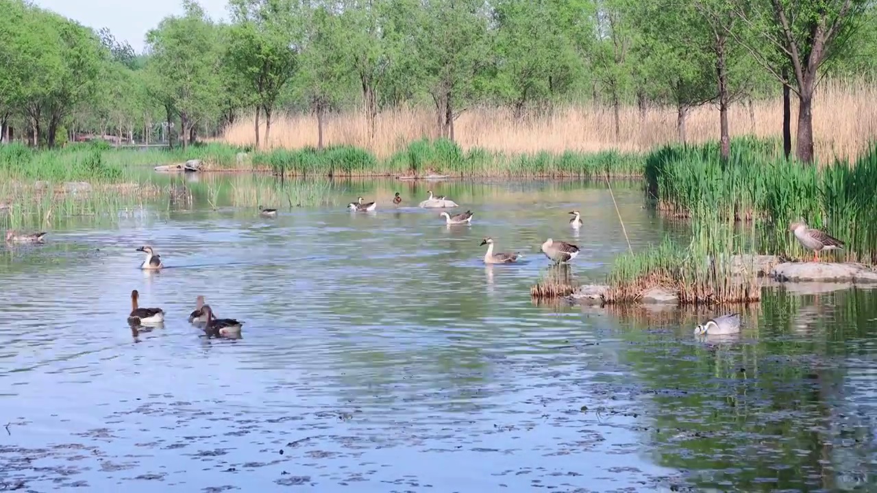 湿地生态环境与水禽（奥森公园）视频下载