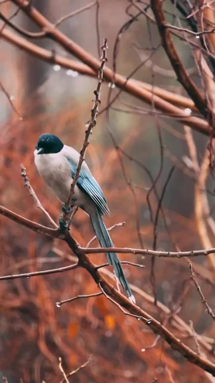 蓝尾喜鹊在雨后的树林里栖息视频素材