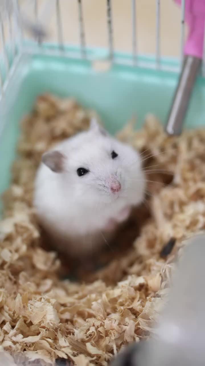 宠物仓鼠在笼子里的特写视频素材