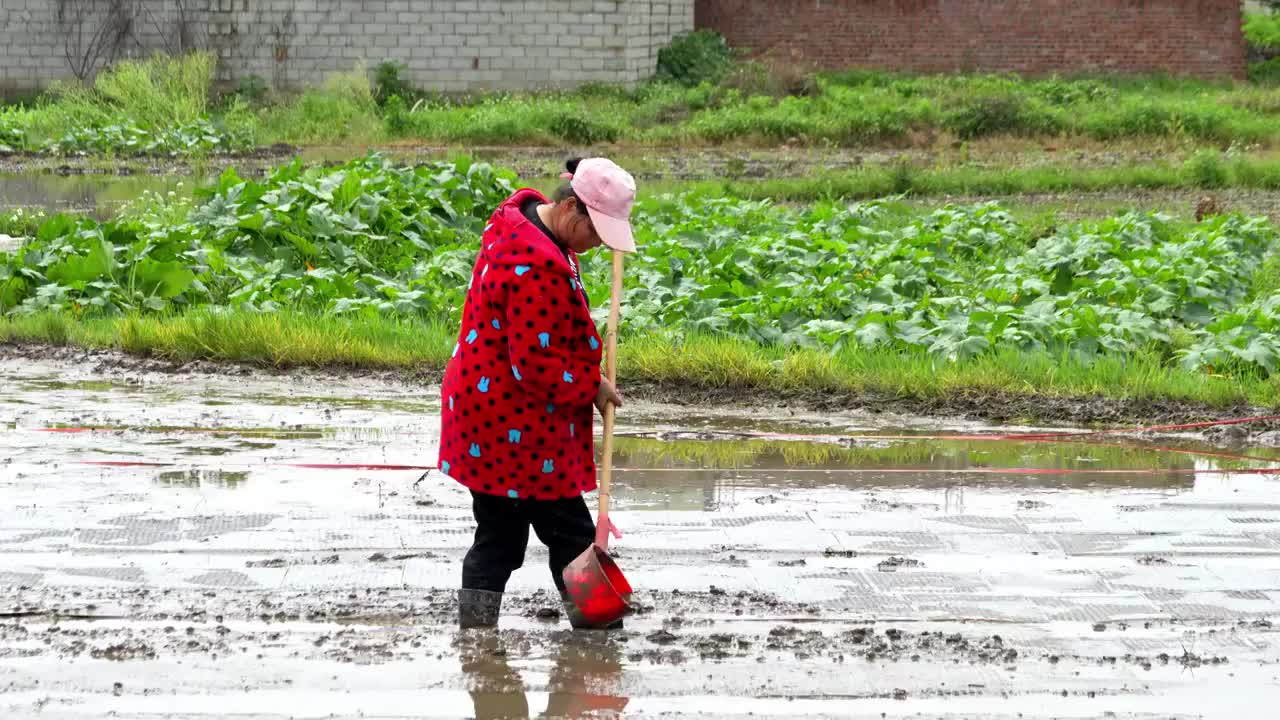 农民撒播水稻种子春天立春雨水芒种小满稻谷视频素材