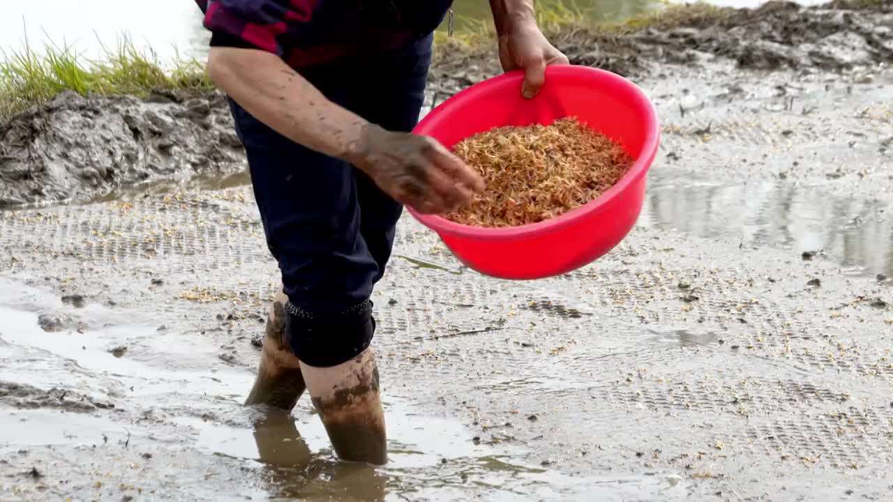 农民撒播水稻种子春天立春雨水芒种小满稻谷视频素材