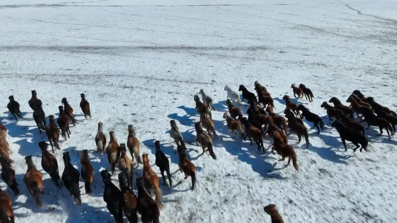 原创 航拍内蒙古呼伦贝尔雪原马儿奔跑视频素材