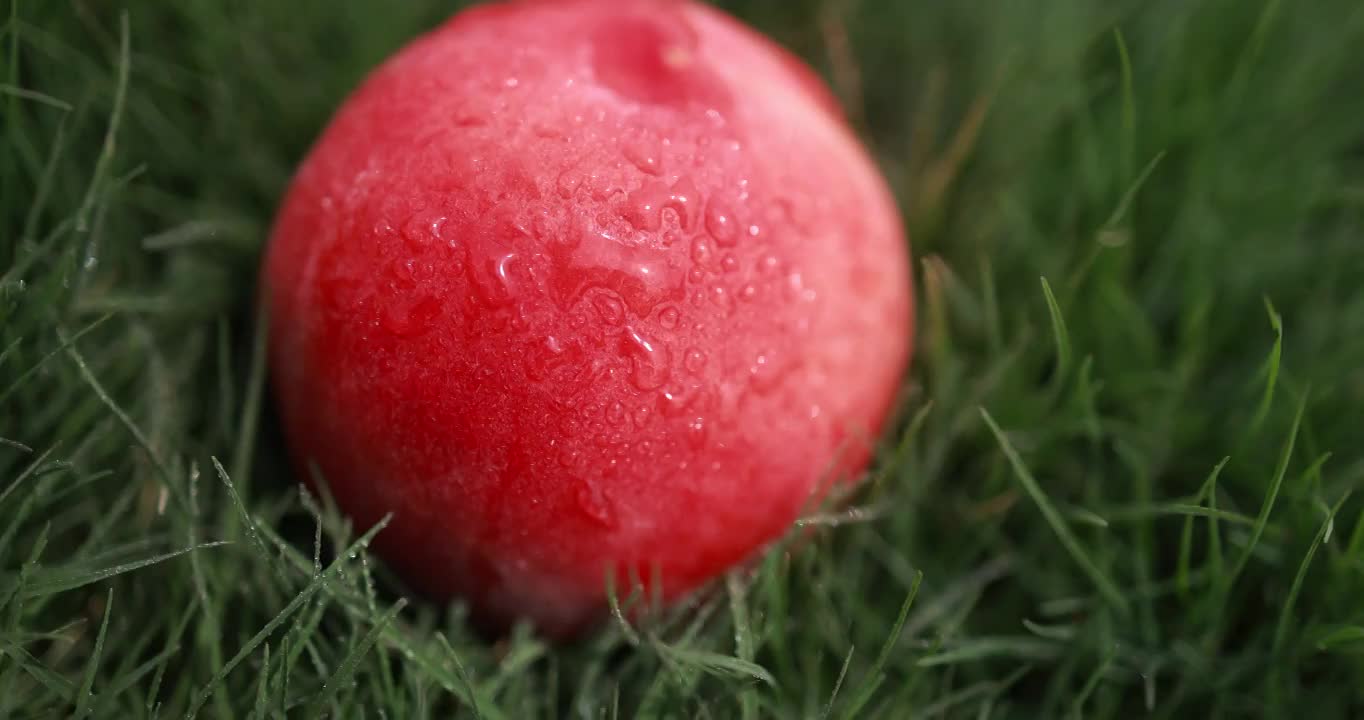 草地上的湿桃子慢镜头视频素材