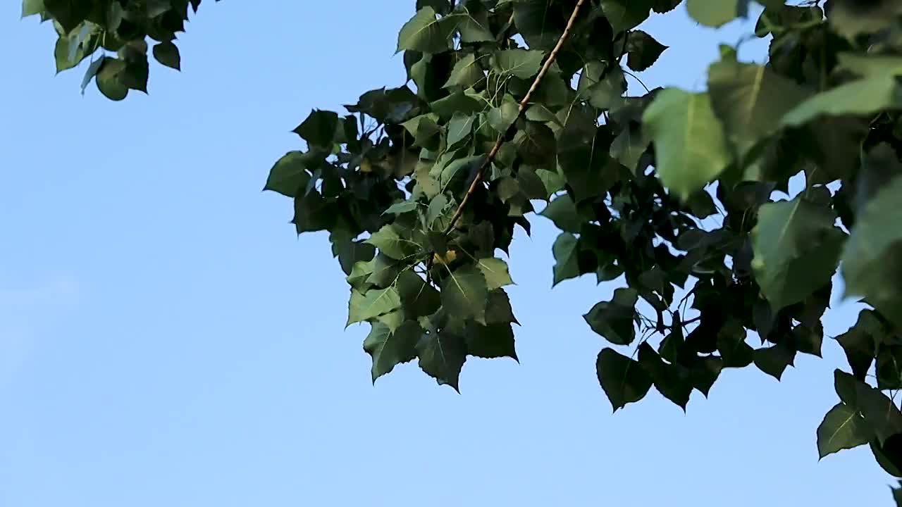 蓝天下被风吹拂的绿色树叶视频素材