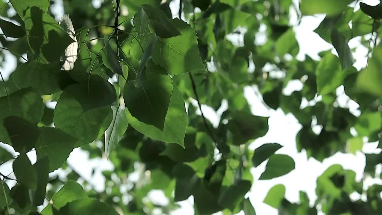 风吹拂绿色的树叶视频素材
