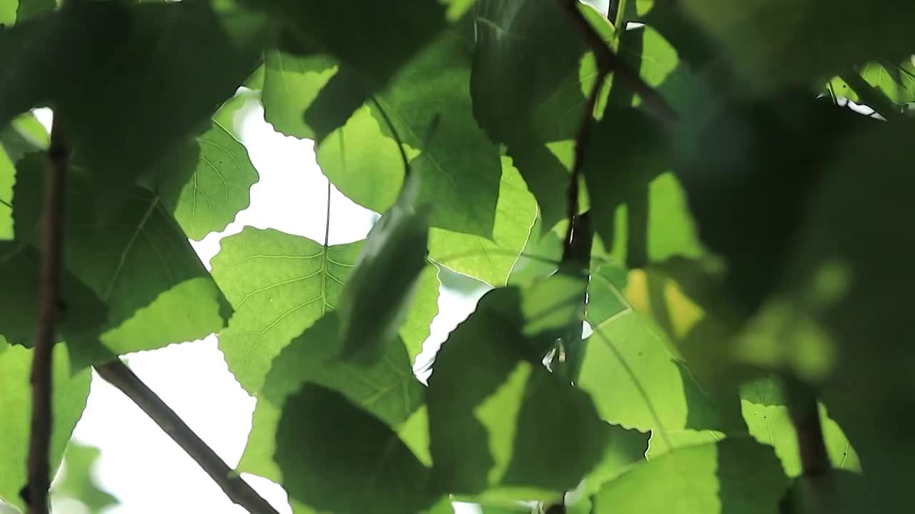 茂盛的树叶挡住了阳光视频素材