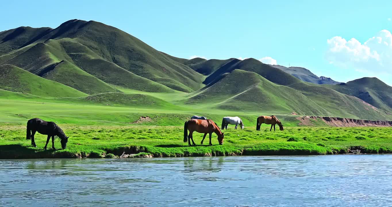 河边上吃草的马群视频下载