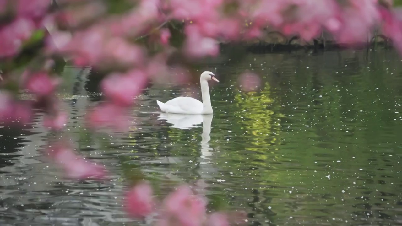 春天海棠花开的莫愁湖里天鹅自由嬉戏视频下载