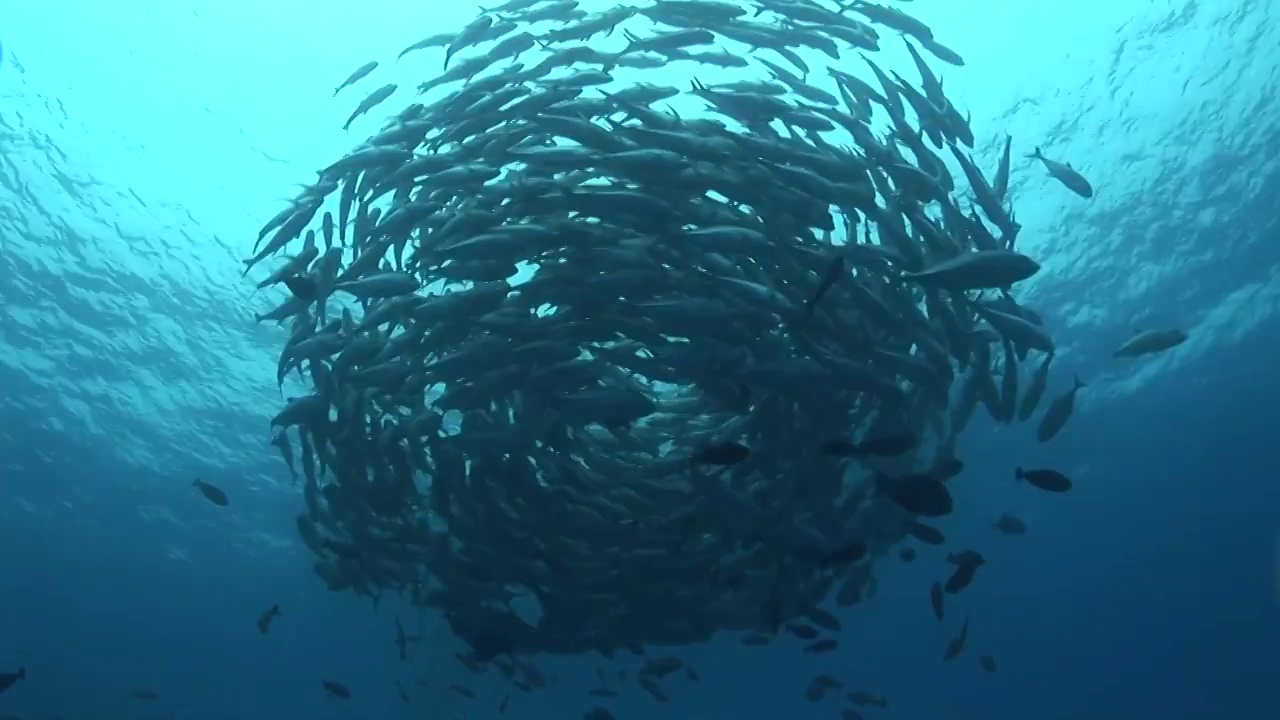 大海中有一大群杰克藍、藍鰭鯖魚、金槍魚視頻素材