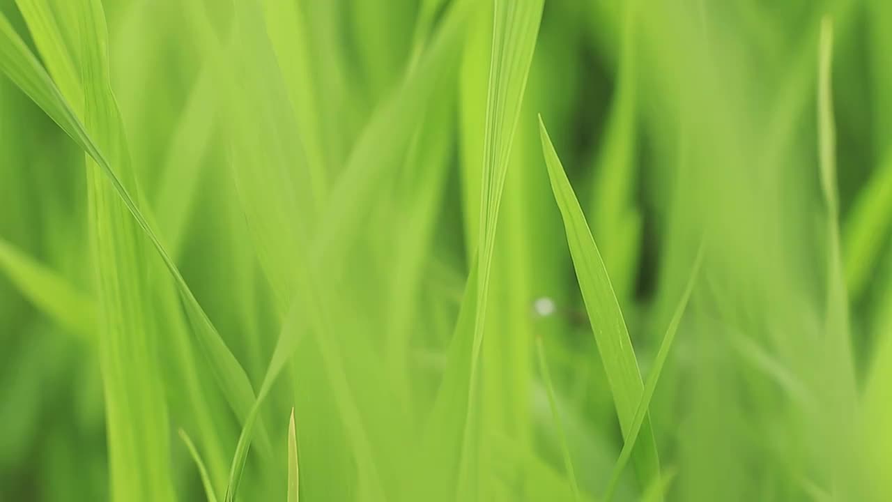 水稻叶子的纹理视频素材