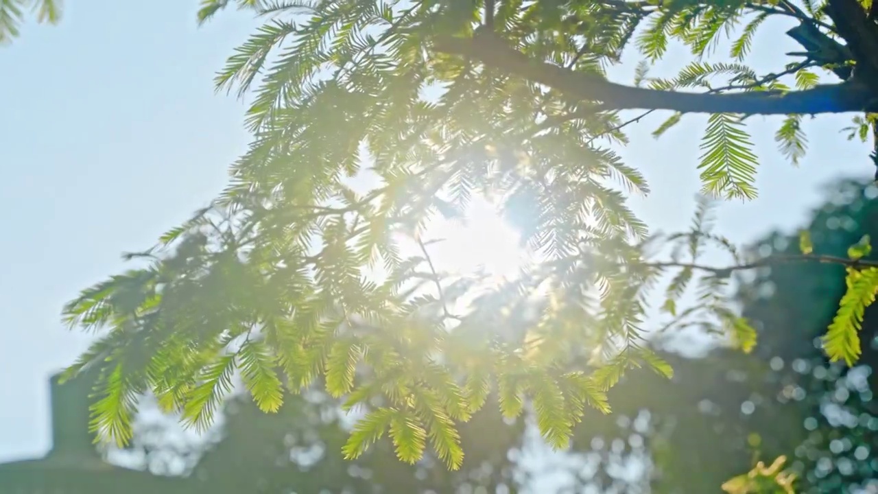 夏天阳光透过树叶视频购买