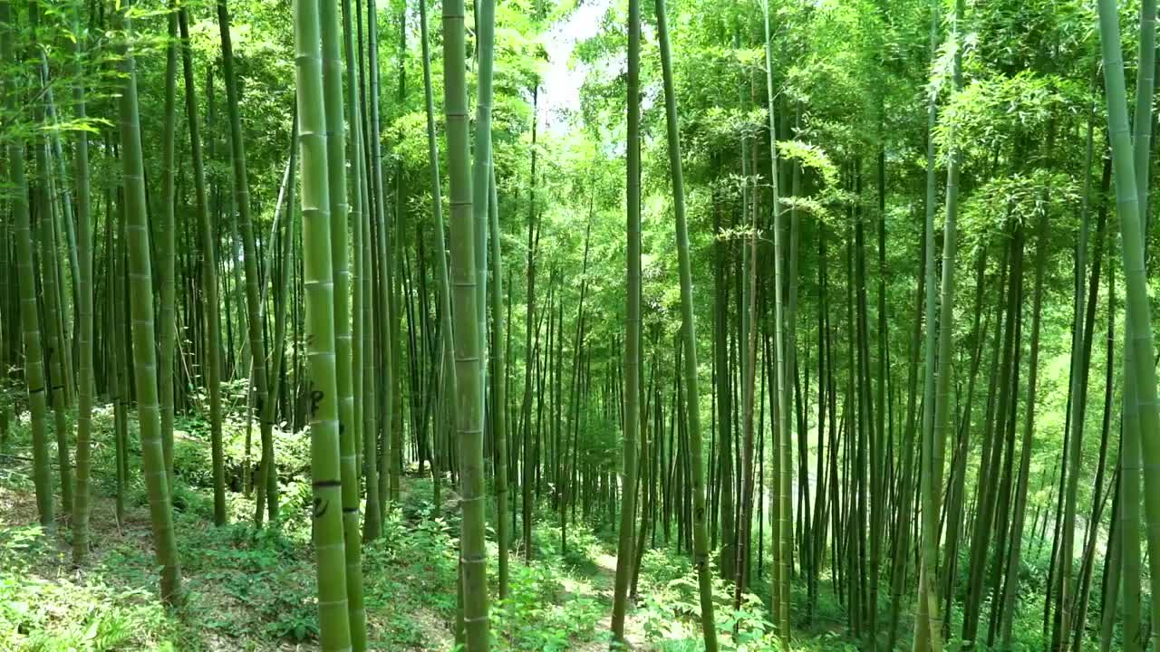 夏季茂盛的翠竹竹子竹林竹叶在风中摇曳沉浸式竹林视频素材