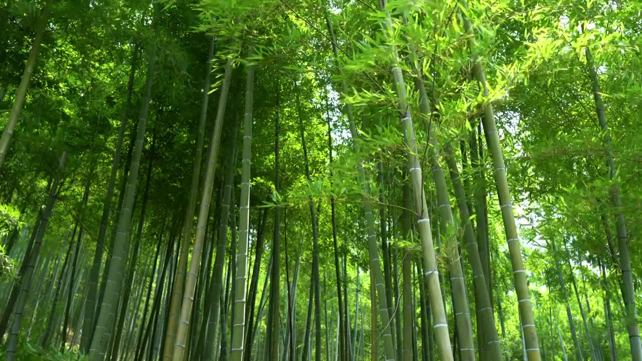 夏季茂盛的翠竹竹子竹林竹叶在风中摇曳沉浸式竹林视频素材