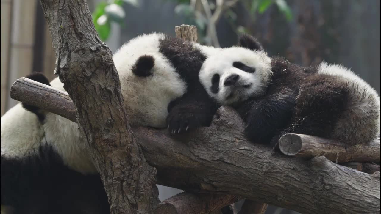 可爱的国宝大熊猫幼崽睡觉视频下载