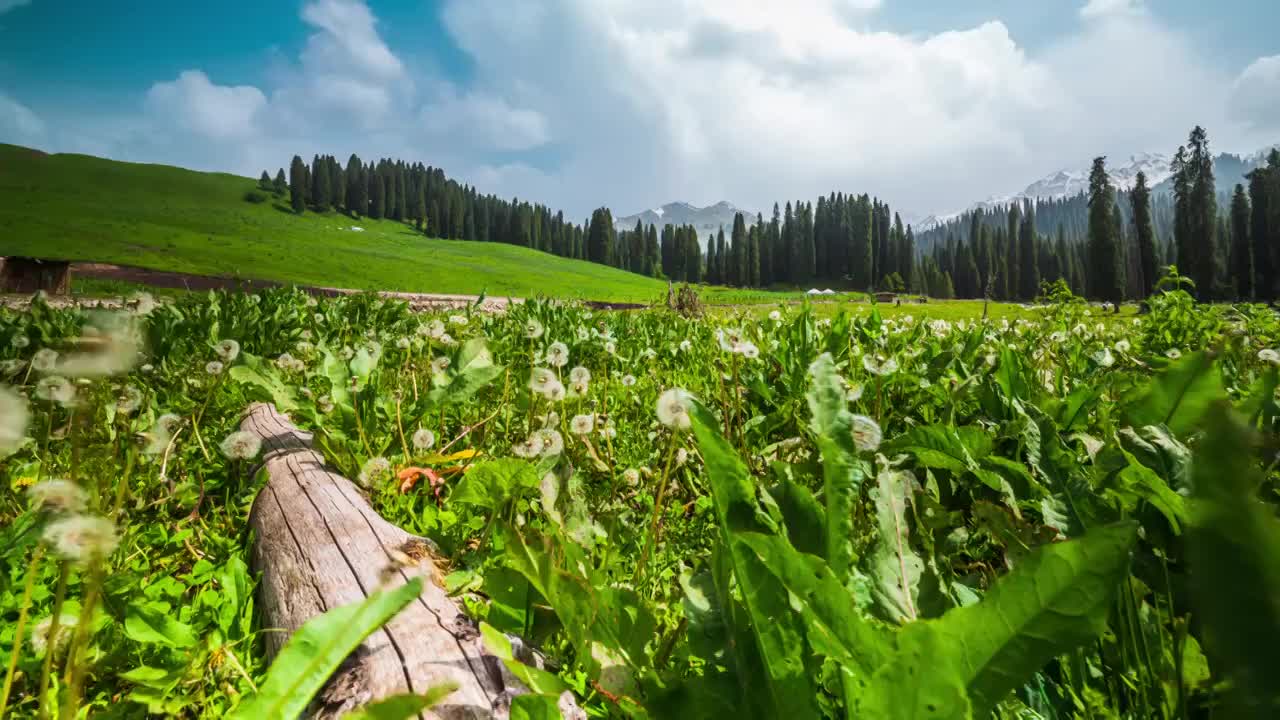 新疆伊犁库尔德宁的森林风景视频购买