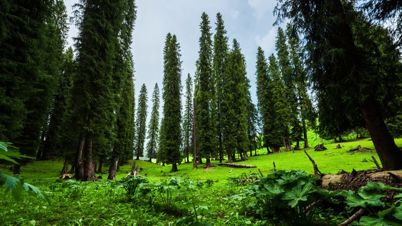 新疆伊犁库尔德宁的森林风景视频购买