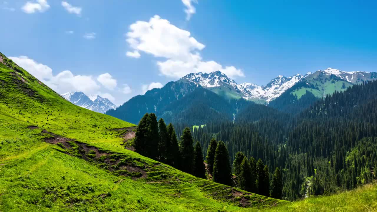 新疆伊犁恰西森林公园东沟的森林雪山风景视频购买