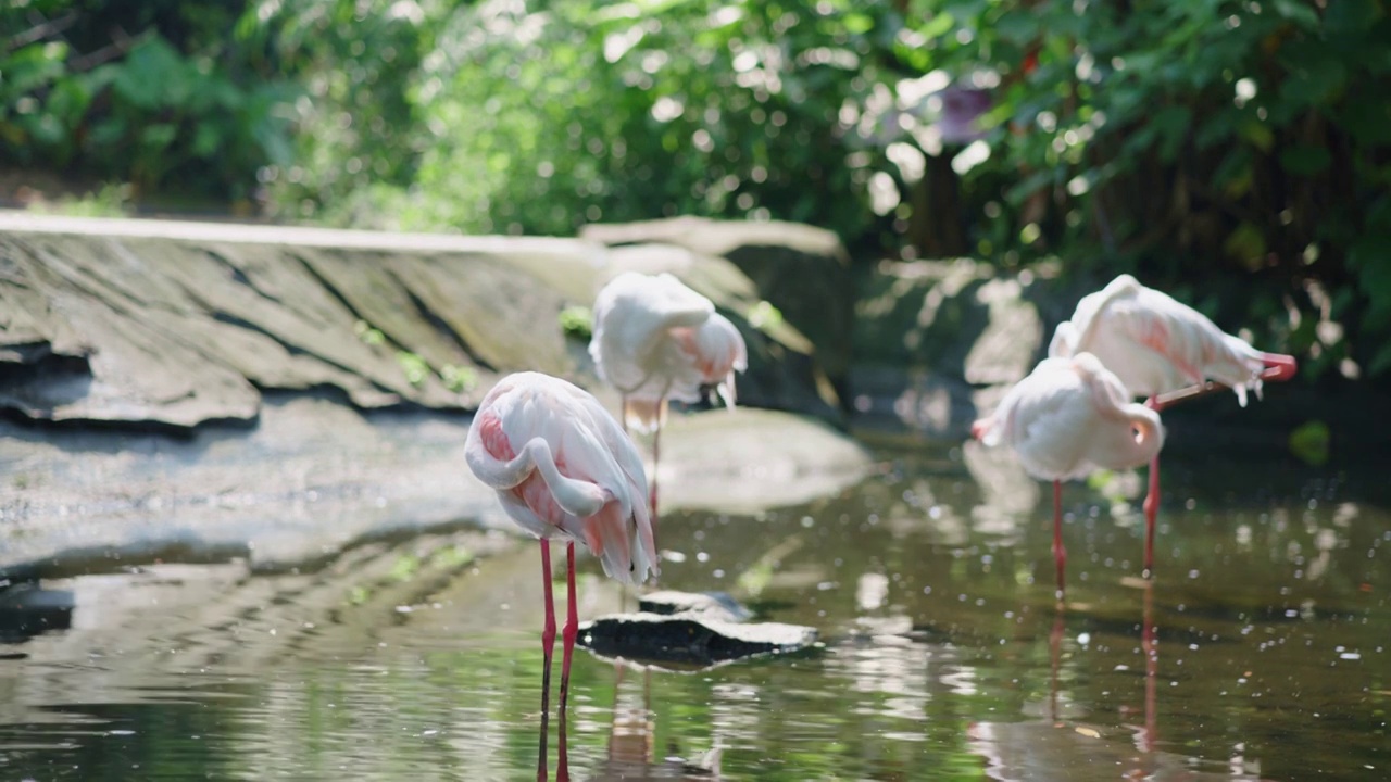 动物园里面的大红鹳大火烈鸟视频下载