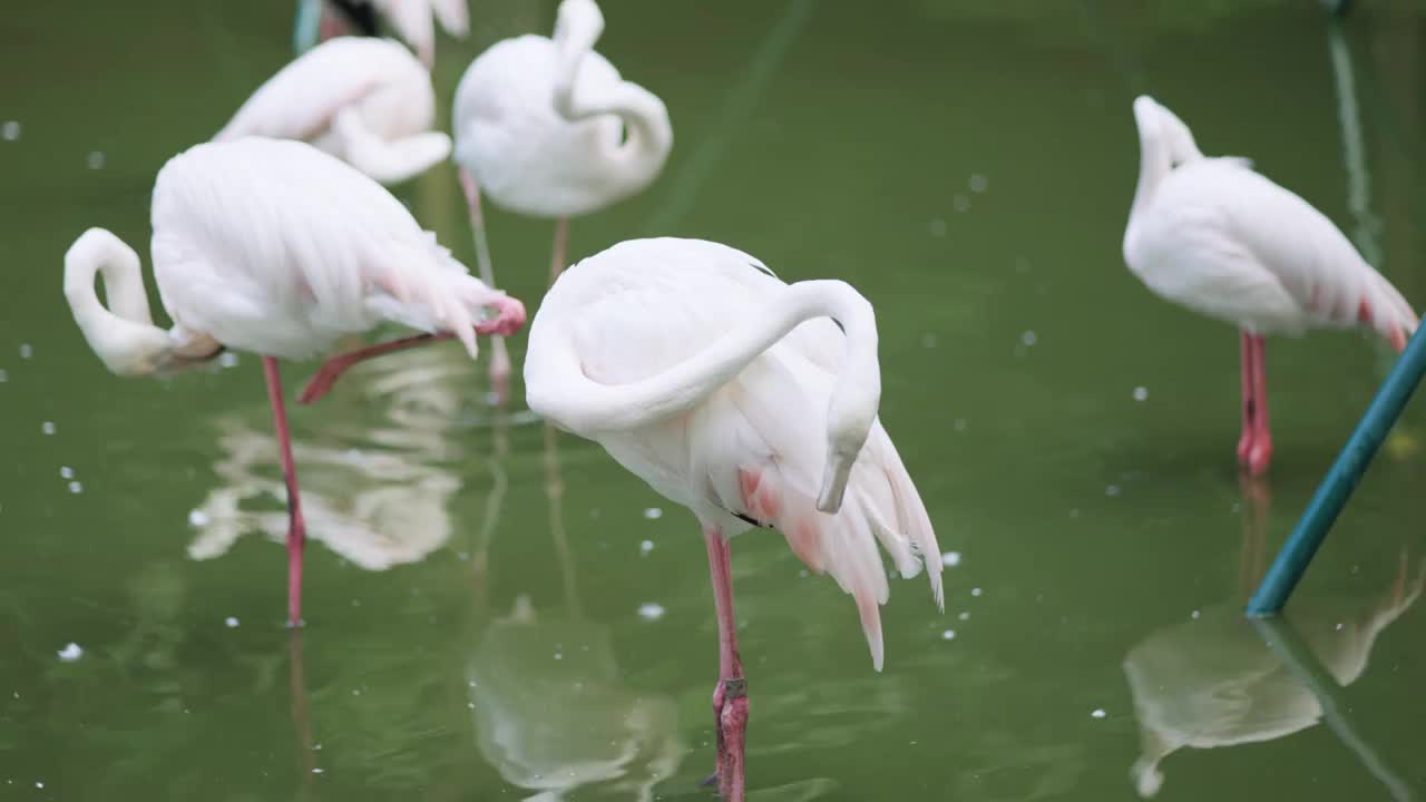 动物园里面的大红鹳鸟类视频下载