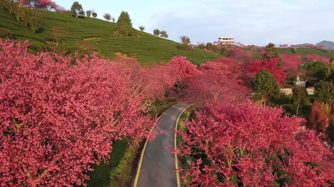 樱花林的路，台品樱花园，福建樱花，永福樱花视频下载