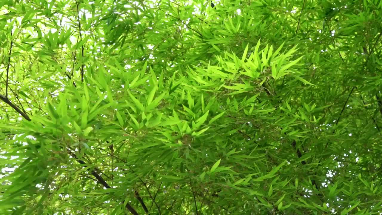 苏州拙政园竹叶风中摇曳慢动作视频视频素材