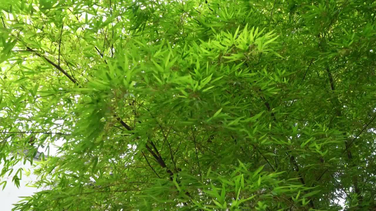 苏州拙政园竹叶风中摇曳慢动作视频视频素材