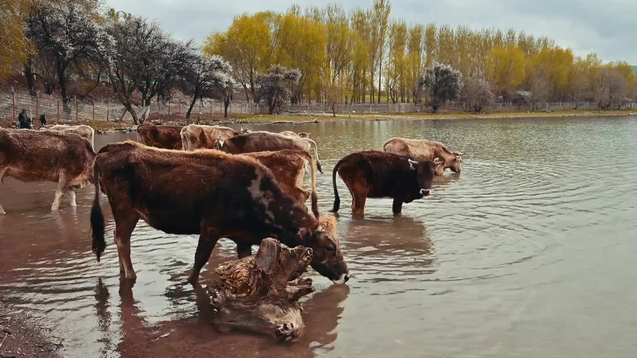 新疆伊犁地区黄牛喝水湖水放牧视频下载