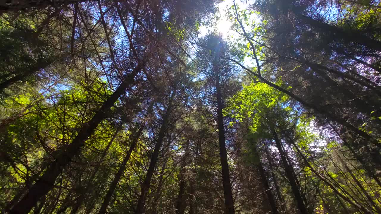 阳光照射下的森林视频素材