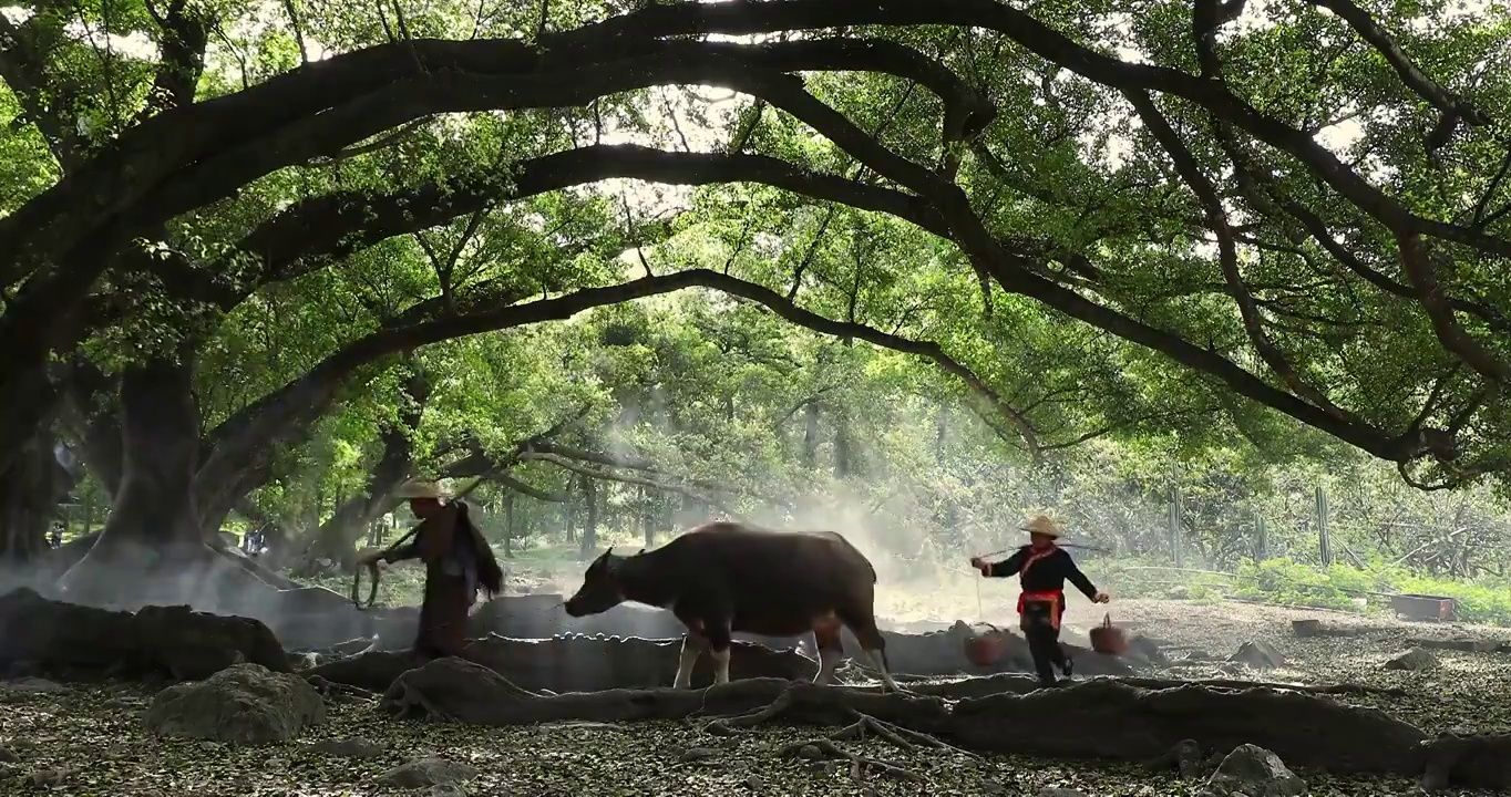 杨家溪老农牵牛，榕枫公园的榕树视频下载