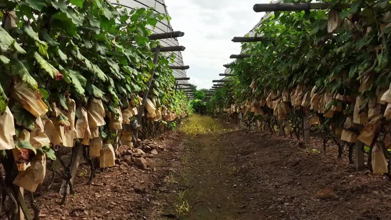 阳光下种植园里藤蔓上成熟的葡萄用纸袋包裹着视频下载
