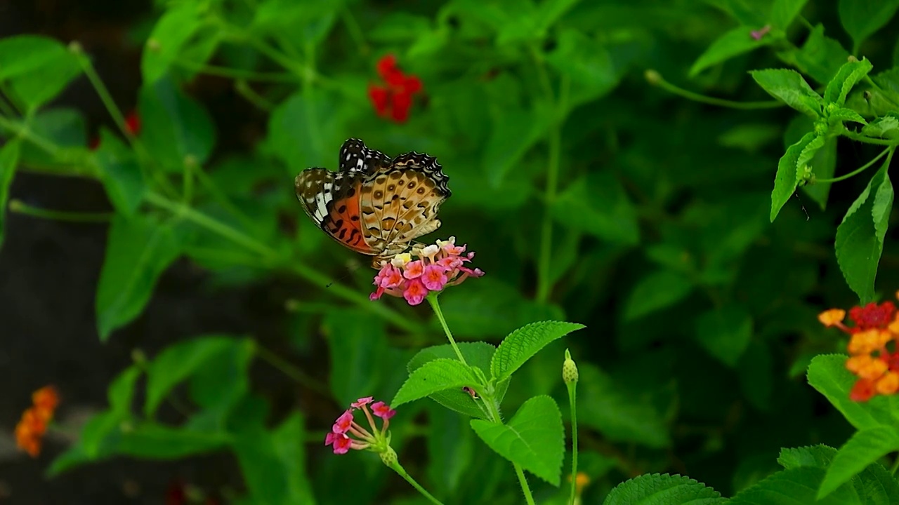 蝴蝶在绿叶红花中觅食飞舞的美感视频素材