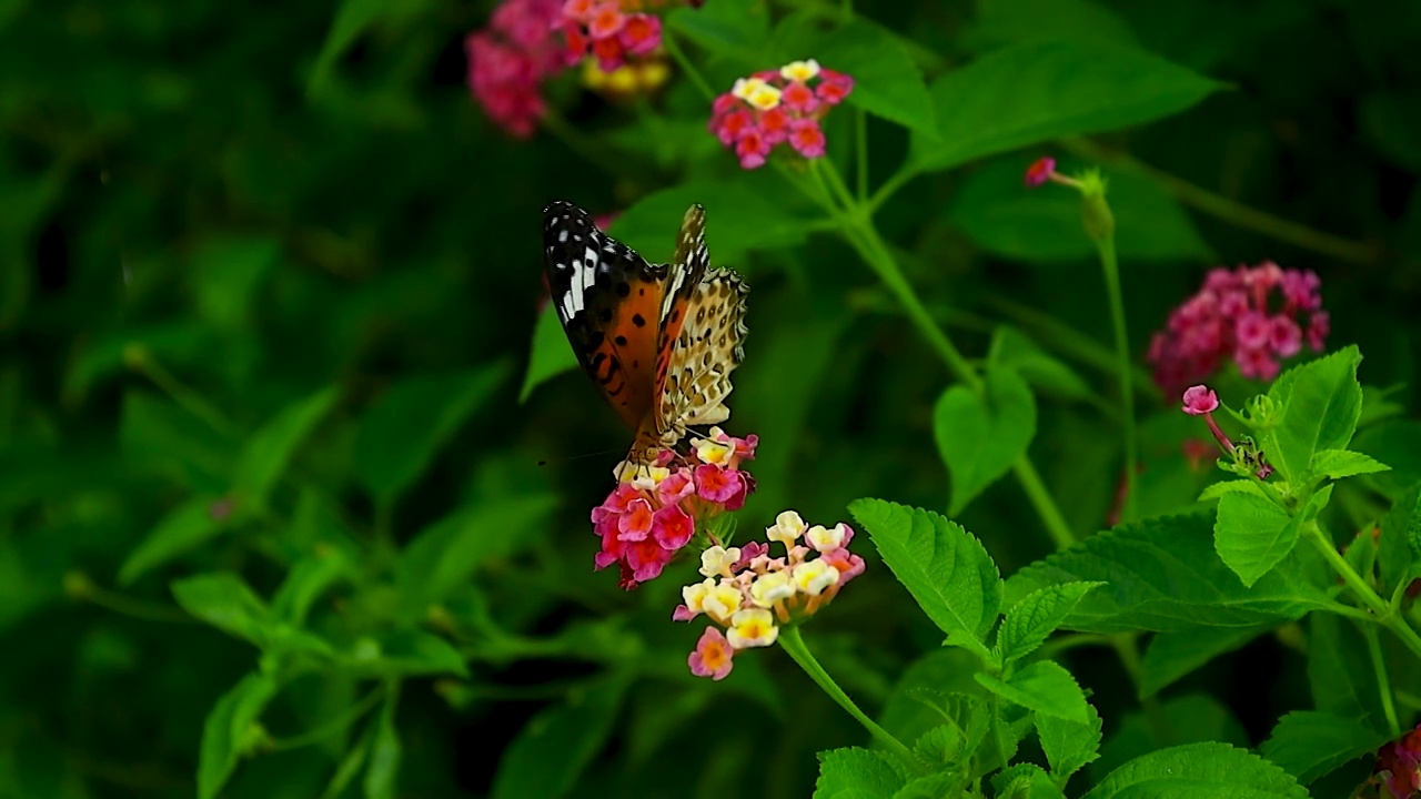 绿叶红花中的蝴蝶觅食飞舞的姿态视频素材