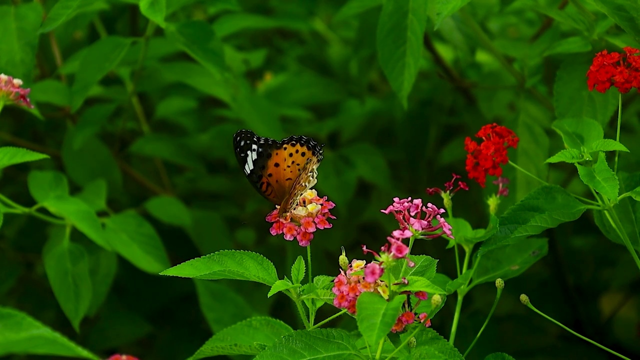 蝴蝶在绿叶红花中飞舞视频素材