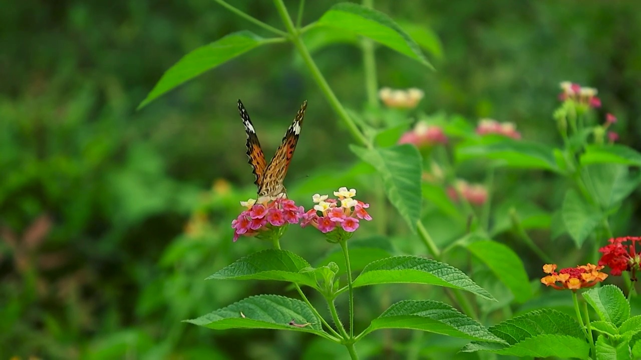一只蓝色的蝴蝶在绿色草丛的红色鲜花飞舞视频素材