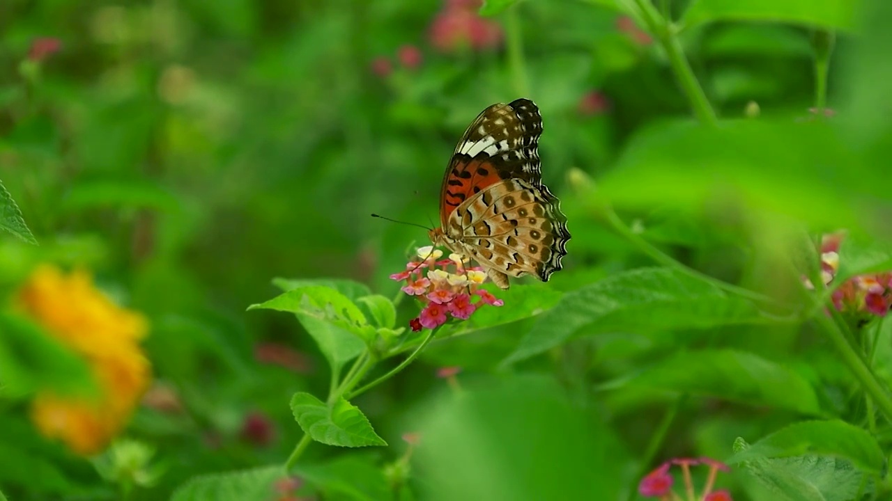 蝴蝶颤颤巍巍的在小花上站立爬行视频素材