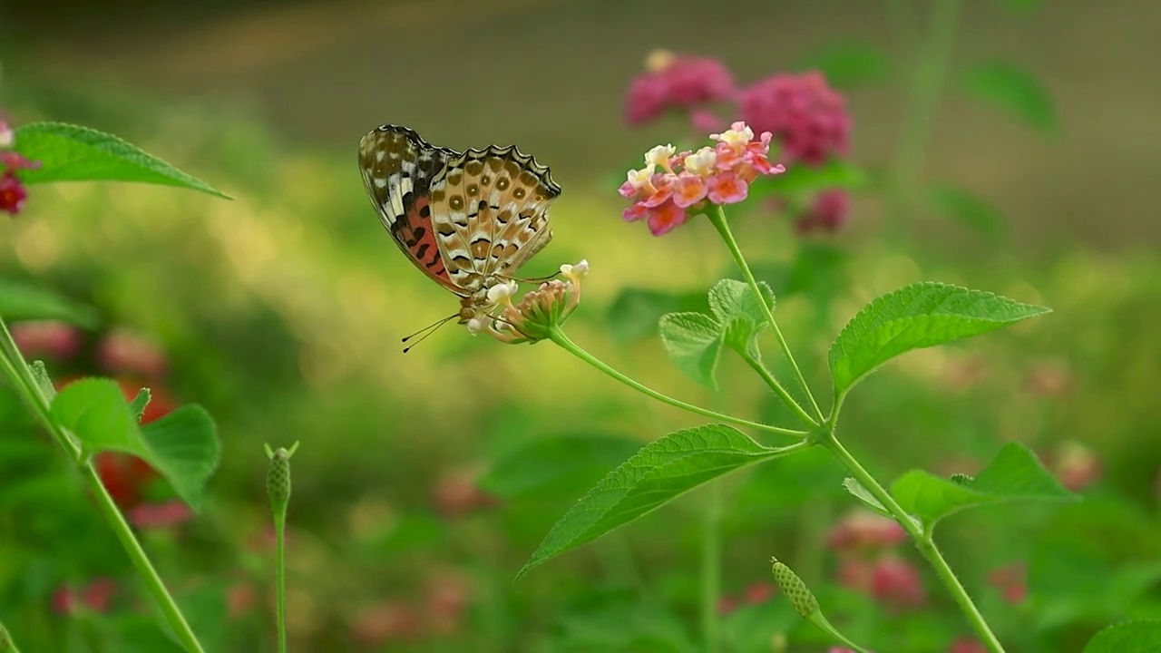一只蝴蝶小花上把整个头埋进花朵中，最后飞落到地上视频素材