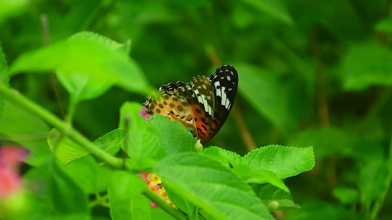 一只蝴蝶躲进树叶背后在偷偷的觅食视频素材