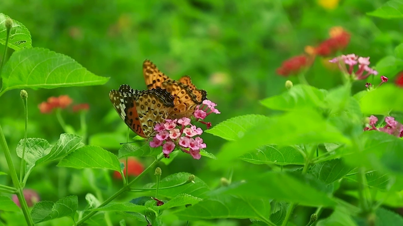 两只蝴蝶在花丛中抢食的画面，一只蝴蝶最后落败飞走视频素材