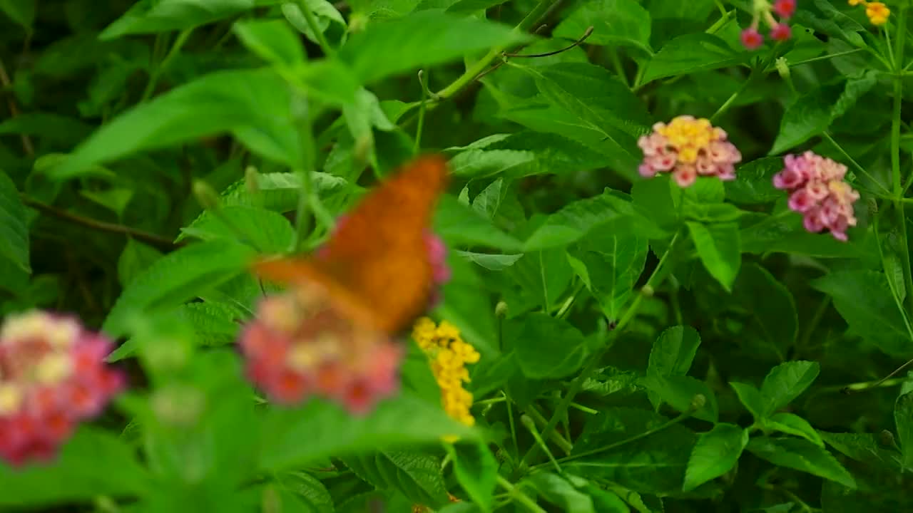 由虚到实展示蝴蝶在花朵上授粉的姿态视频素材