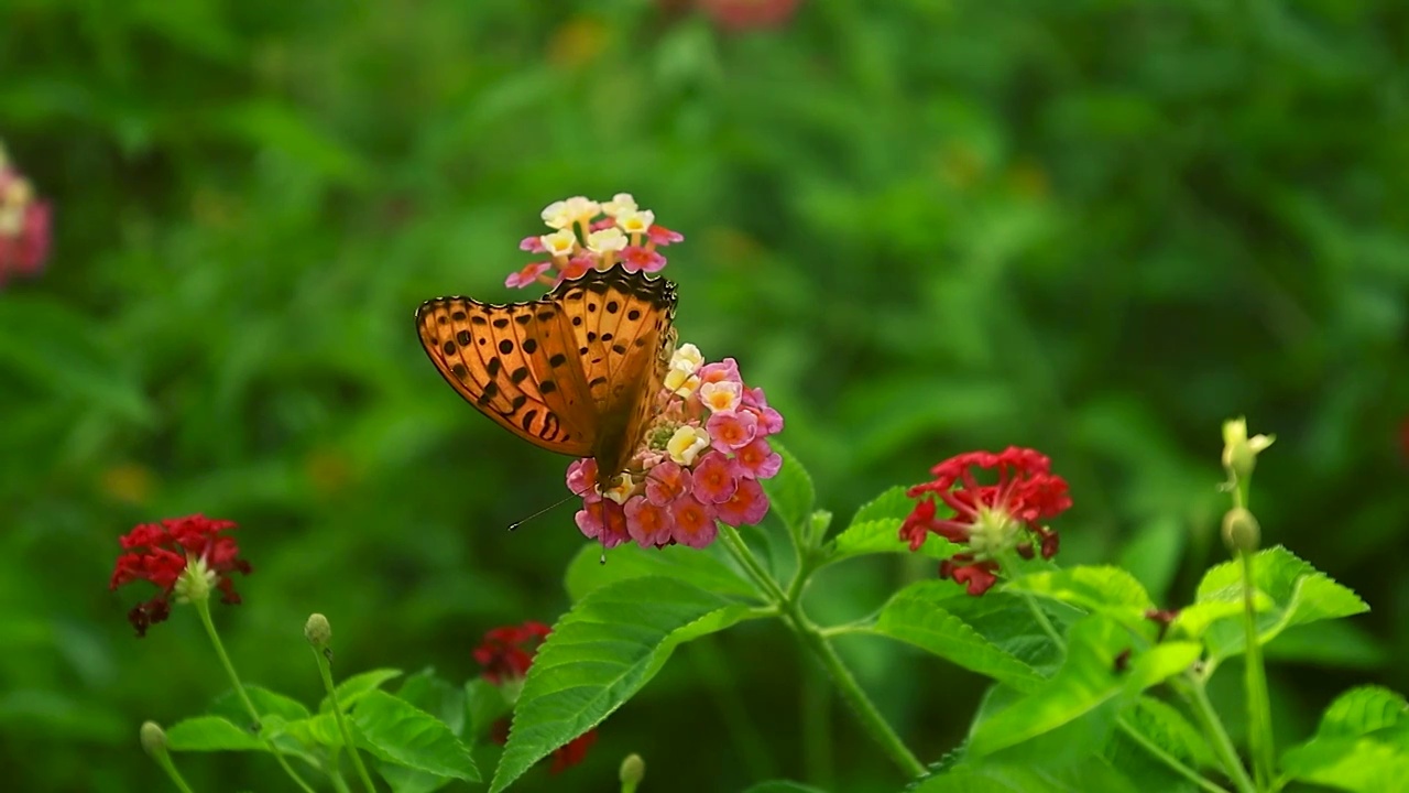 觅食完的蝴蝶从花朵上飞起视频素材