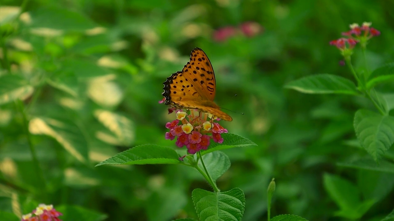 蝴蝶在觅食和飞起的姿态视频素材