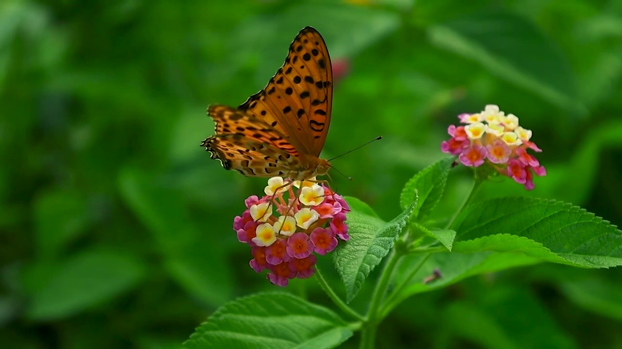 蝴蝶吸食完小花中的养分后跳跃飞起视频素材