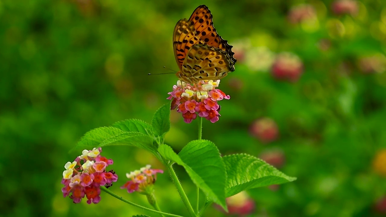 一只蝴蝶在花朵上用它的口器吸允小花中的养分能量视频素材