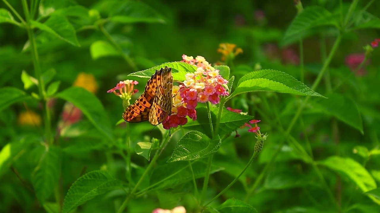 阳光下的花朵上蝴蝶在上面吸食花蜜视频素材