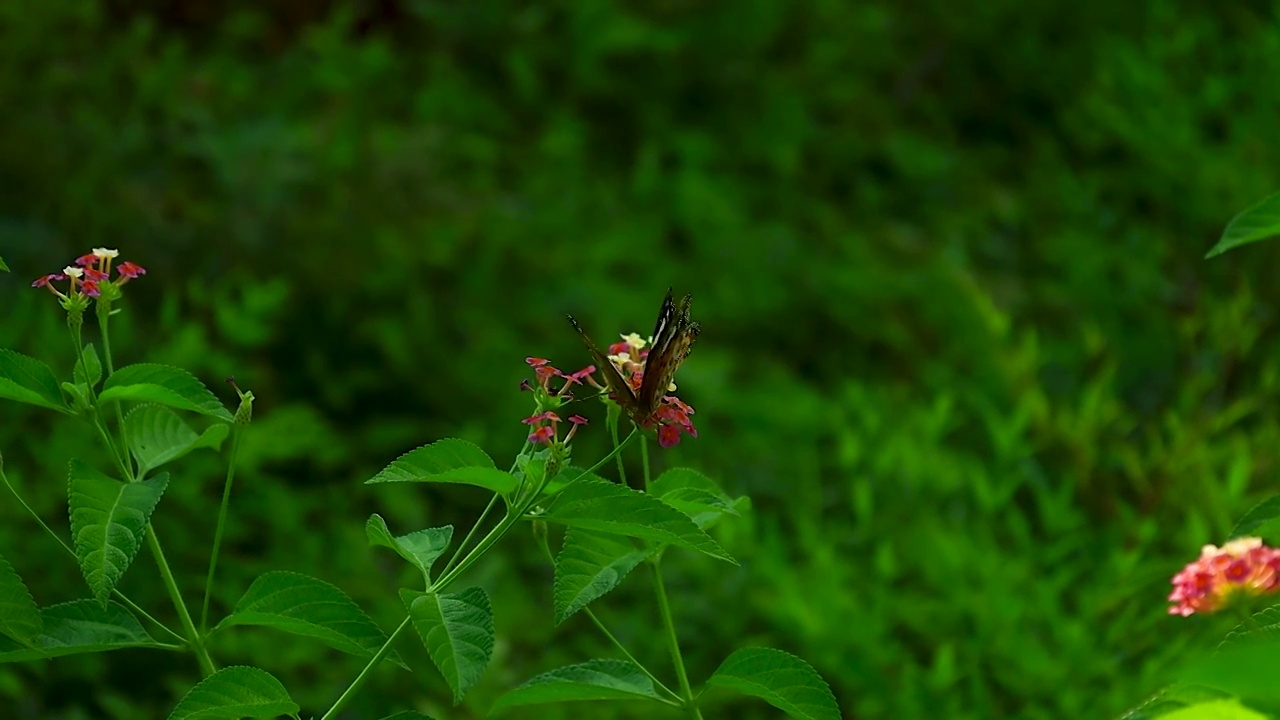 绿色草丛上蝴蝶在煽动翅膀飞舞到花朵上觅食视频素材