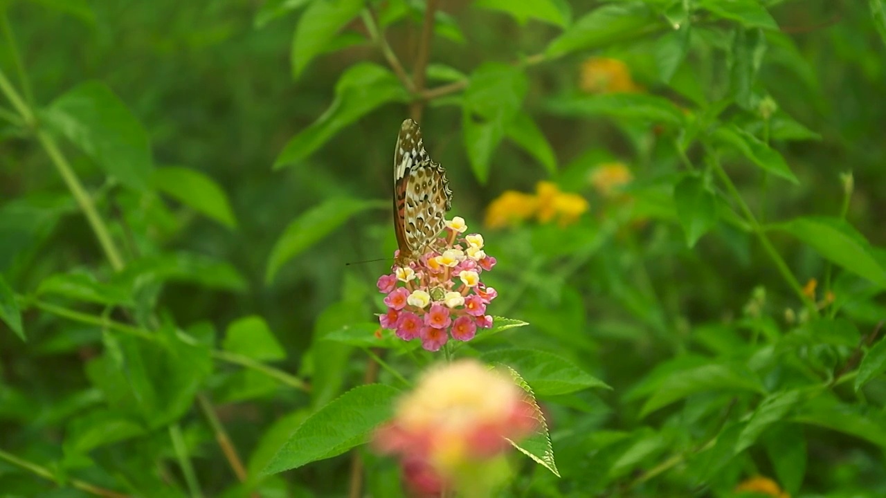 蝴蝶觅食后从花朵上飞起视频素材