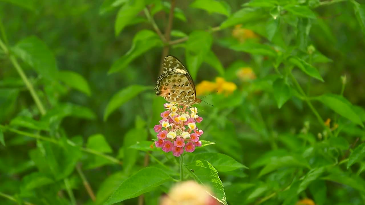 蝴蝶在花朵上觅食视频素材