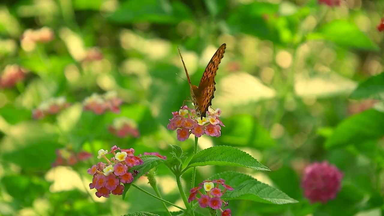 花丛中蝴蝶正在花朵中吸食花蜜视频素材